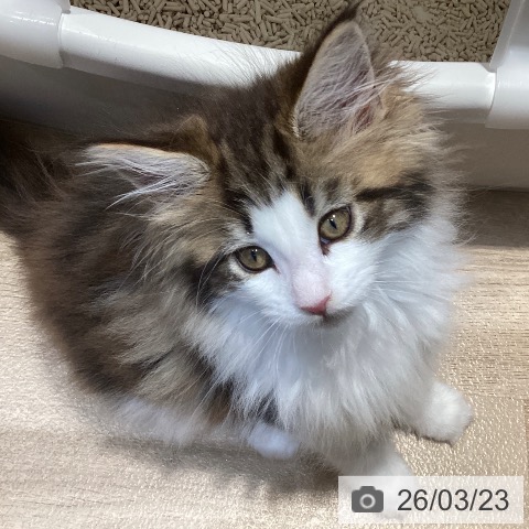 メインクーンの写真