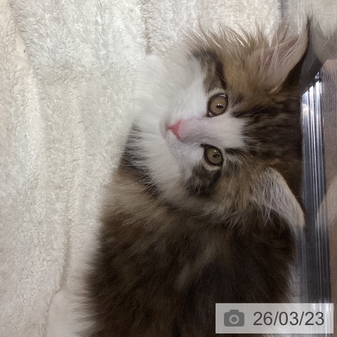 メインクーンの写真