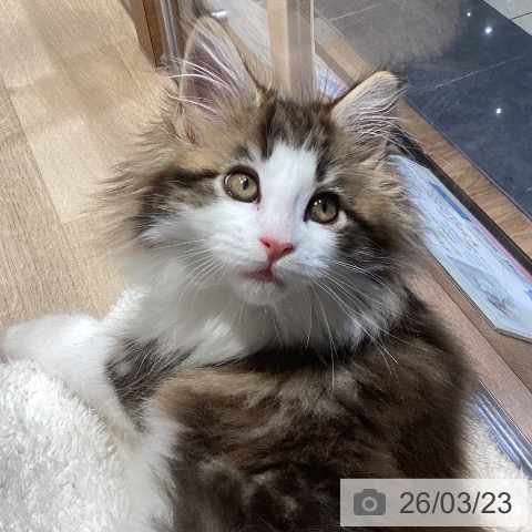 メインクーンの写真