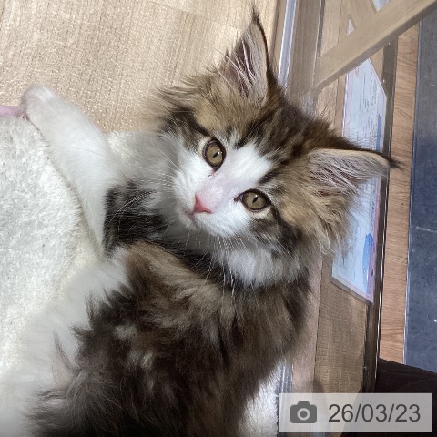 メインクーンの写真