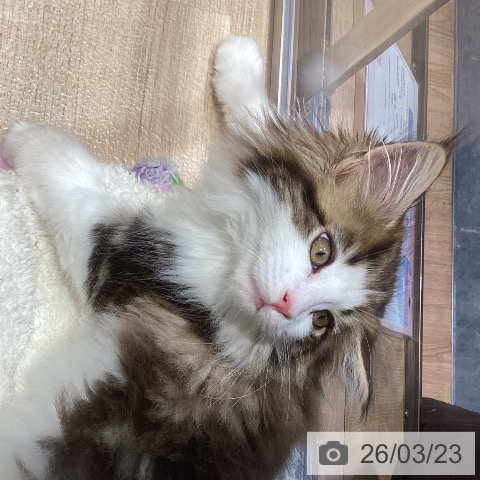 メインクーンの写真