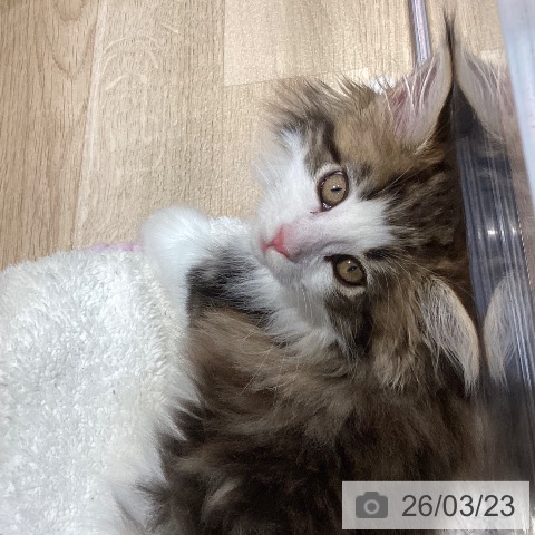 メインクーンの写真