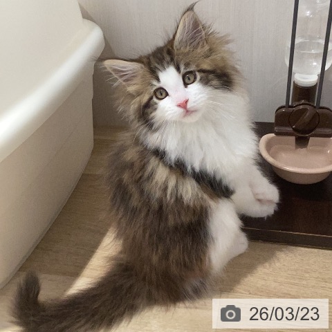 メインクーンの写真