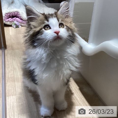 メインクーンの写真