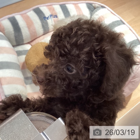愛知県のトイプードル(トイ) (ペットプラス 名古屋茶屋店/2026年1月15日生まれ/男の子/ブラウン)の子犬の4枚目の画像