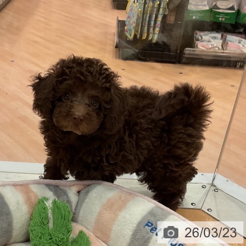 愛知県のトイプードル(トイ) (ペットプラス 名古屋茶屋店/2026年1月15日生まれ/男の子/ブラウン)の子犬の3枚目の画像