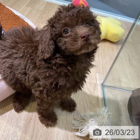 愛知県のトイプードル(トイ) (ペットプラス 岡崎店/2026年1月15日生まれ/女の子/ブラウン)の子犬の4枚目の画像