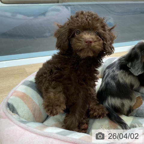 愛知県のトイプードル(トイ) (ペットプラス 岡崎店/2026年1月15日生まれ/女の子/ブラウン)の子犬の4枚目の画像