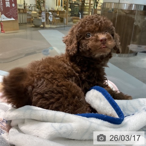 トイ・プードルの写真