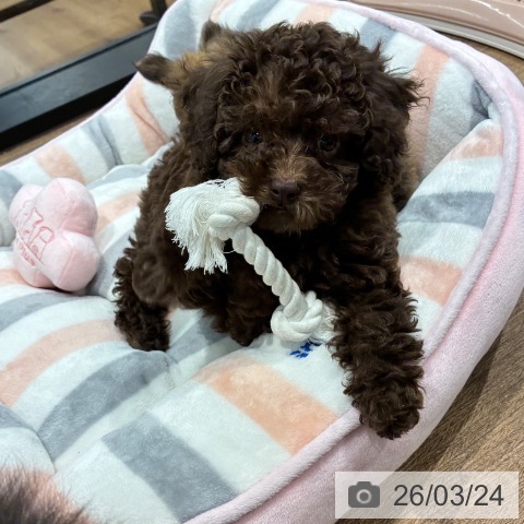 トイ・プードルの写真