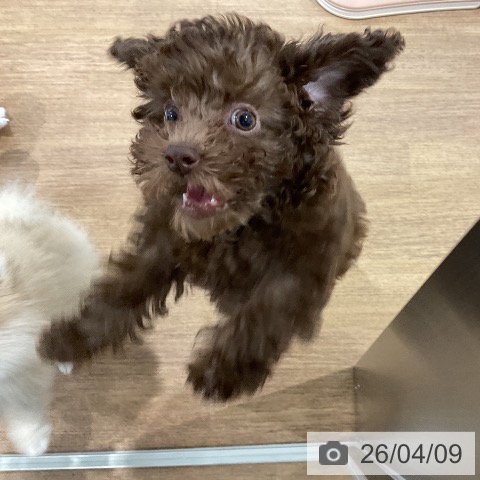 愛知県のトイプードル(トイ) (ペッツワン 東海店/2026年1月15日生まれ/女の子/ブラウン)の子犬の4枚目の画像