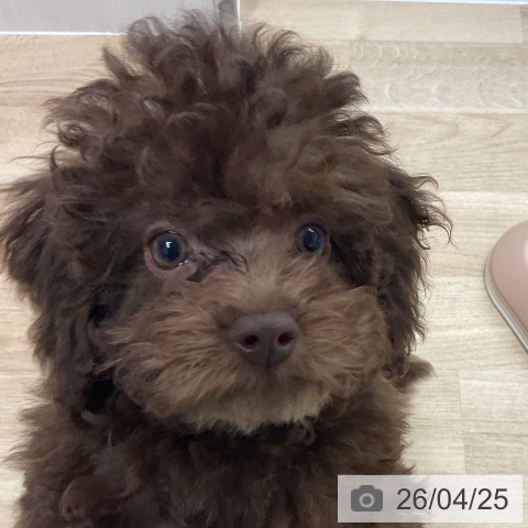 愛知県のトイプードル(トイ) (ペットプラス 熱田店/2026年1月15日生まれ/女の子/ブラウン)の子犬の4枚目の画像