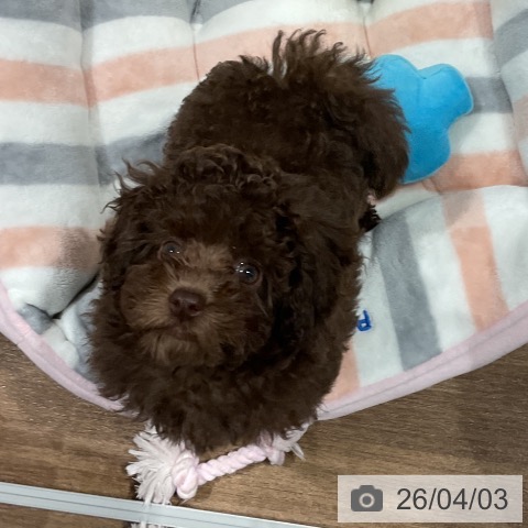 愛知県のトイプードル(トイ) (ペッツワン 東海店/2026年1月15日生まれ/女の子/ブラウン)の子犬の3枚目の画像