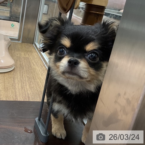 愛知県のチワワ(ロング) (ペッツワン 東海店/2026年1月15日生まれ/男の子/ブラックタン)の子犬の4枚目の画像