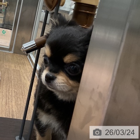 愛知県のチワワ(ロング) (ペッツワン 東海店/2026年1月15日生まれ/男の子/ブラックタン)の子犬の3枚目の画像