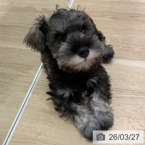 愛知県のミニチュアシュナウザー (ペットプラス イオンモール豊川店/2026年1月13日生まれ/男の子/ソルトペッパー)の子犬の4枚目の画像