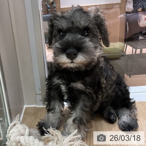 ミニチュア・シュナウザーの写真