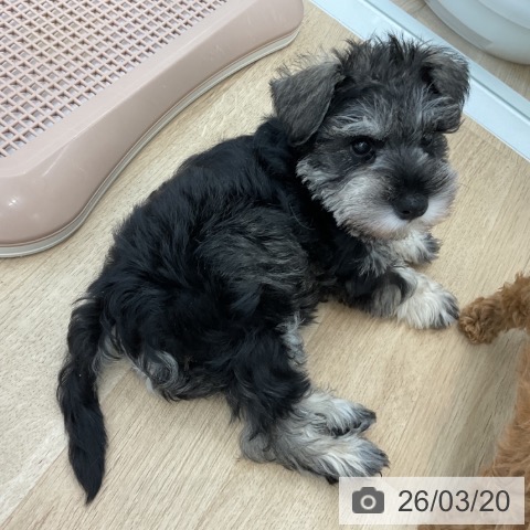 ミニチュア・シュナウザーの写真