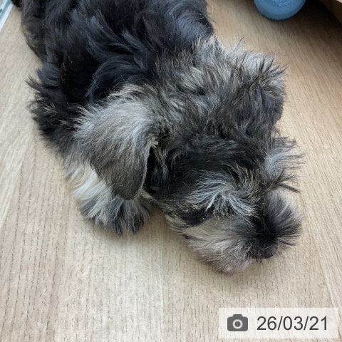 ミニチュア・シュナウザーの写真