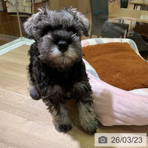 愛知県のミニチュアシュナウザー (ペットプラス 豊田店/2026年1月13日生まれ/女の子/ソルトペッパー)の子犬の4枚目の画像