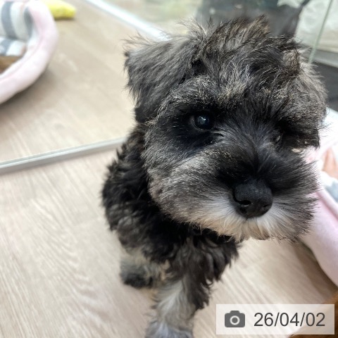 愛知県のミニチュアシュナウザー (ペットプラス 豊田店/2026年1月13日生まれ/女の子/ソルトペッパー)の子犬の4枚目の画像