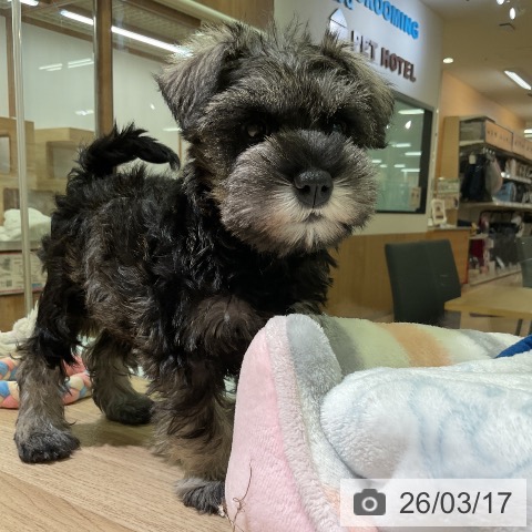 ミニチュア・シュナウザーの写真