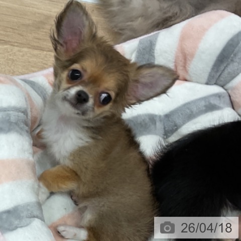 愛知県のチワワ(ロング) (ペットプラス 東浦店/2026年1月15日生まれ/女の子/フォーンホワイト)の子犬の4枚目の画像