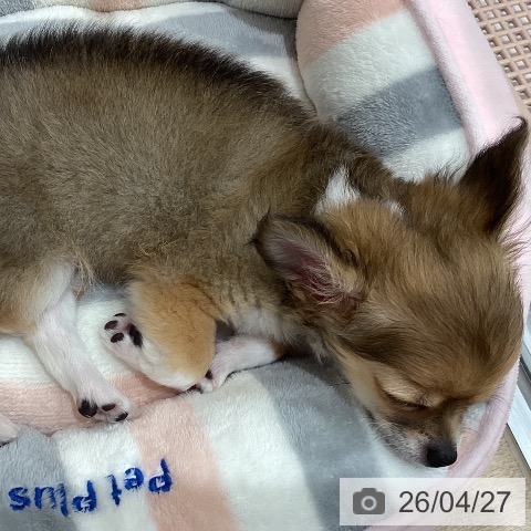 愛知県のチワワ(ロング) (ペットプラス 東浦店/2026年1月15日生まれ/女の子/フォーンホワイト)の子犬の3枚目の画像