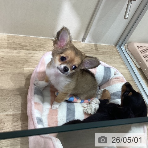 愛知県のチワワ(ロング) (ペットプラス 東浦店/2026年1月15日生まれ/女の子/フォーンホワイト)の子犬の4枚目の画像