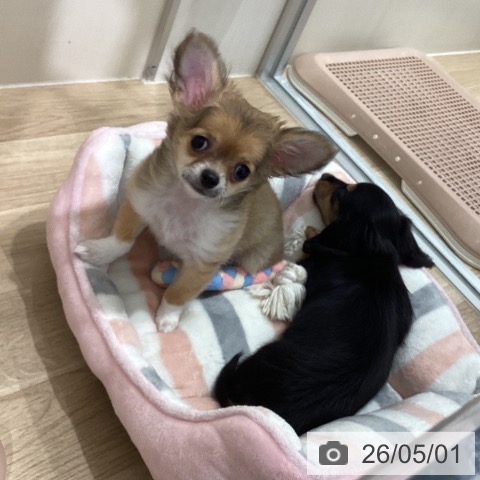 愛知県のチワワ(ロング) (ペットプラス 東浦店/2026年1月15日生まれ/女の子/フォーンホワイト)の子犬の3枚目の画像