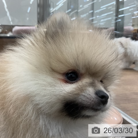 愛知県のポメラニアン (ペッツワン 東海店/2026年1月13日生まれ/男の子/ウルフセーブル)の子犬の4枚目の画像