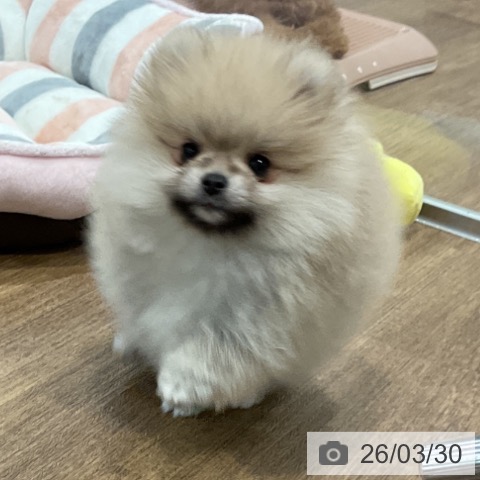 愛知県のポメラニアン (ペッツワン 東海店/2026年1月13日生まれ/男の子/ウルフセーブル)の子犬の3枚目の画像