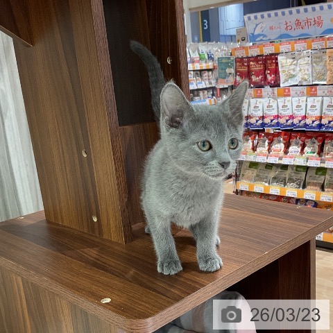 愛知県のロシアンブルー (ペットプラス イオンモール豊川店/2026年1月5日生まれ/男の子/ブルー)の子猫の3枚目の画像