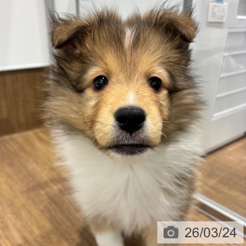 シェットランド・シープドッグの写真