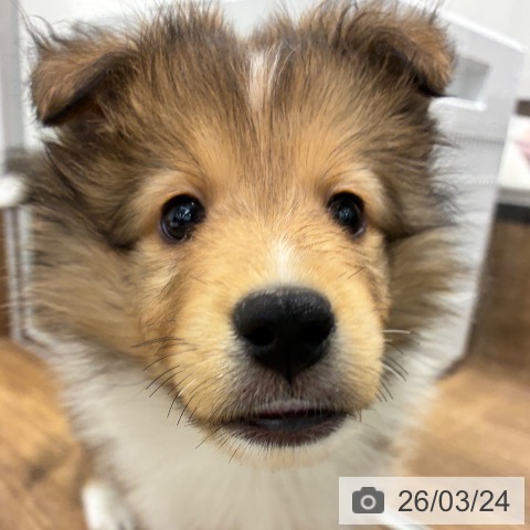 シェットランド・シープドッグの写真