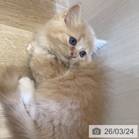 ミヌエットの写真