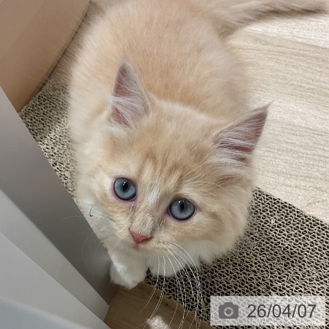 三重県のミヌエット (ペットプラス 鈴鹿店/2026年1月13日生まれ/男の子/クリームタビーホワイト)の子猫の4枚目の画像