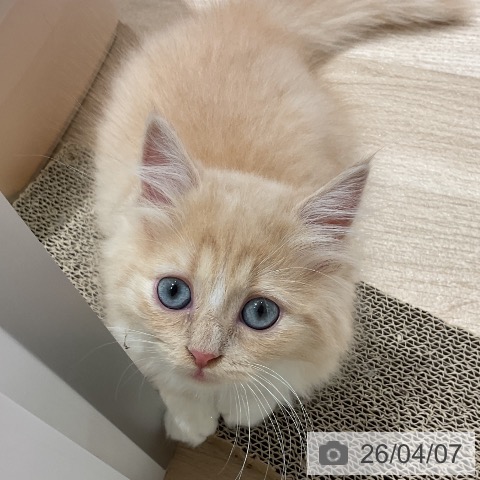 三重県のミヌエット (ペットプラス 鈴鹿店/2026年1月13日生まれ/男の子/クリームタビーホワイト)の子猫の3枚目の画像