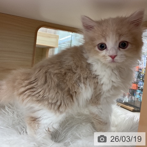 サイベリアンの写真