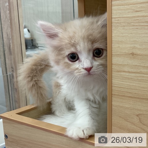 サイベリアンの写真