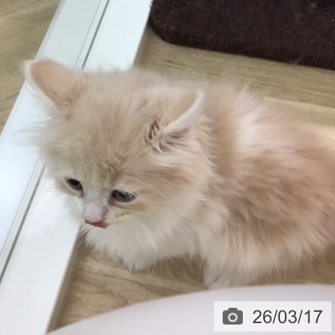 サイベリアンの写真