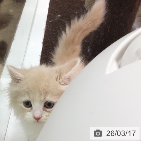 サイベリアンの写真