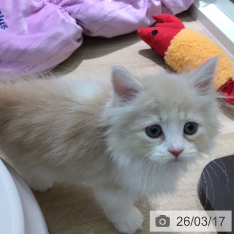 サイベリアンの写真