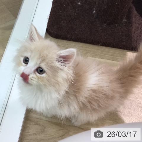 サイベリアンの写真