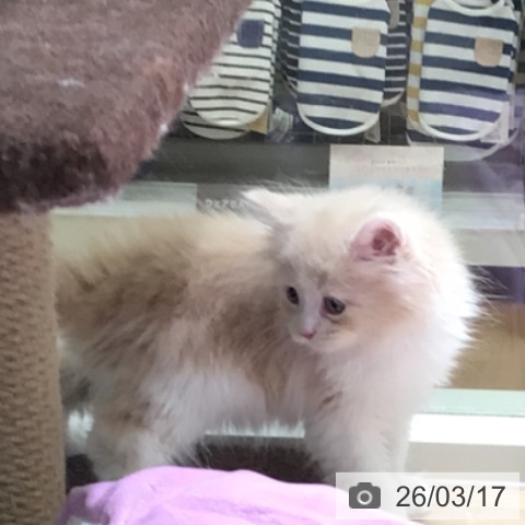 サイベリアンの写真