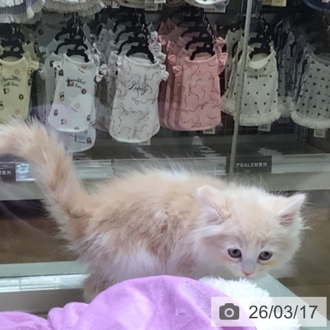 サイベリアンの写真