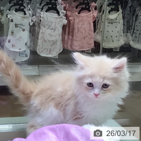 サイベリアンの写真