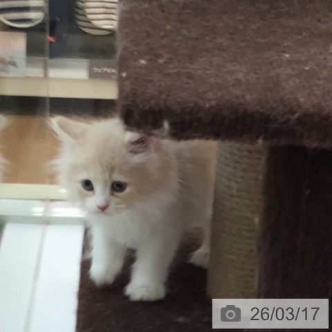 サイベリアンの写真