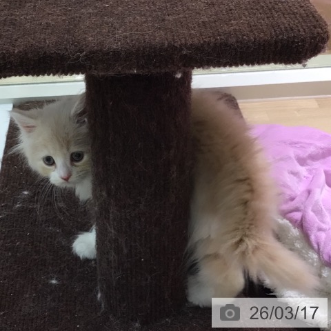 サイベリアンの写真