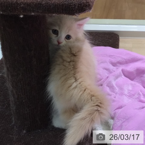 サイベリアンの写真